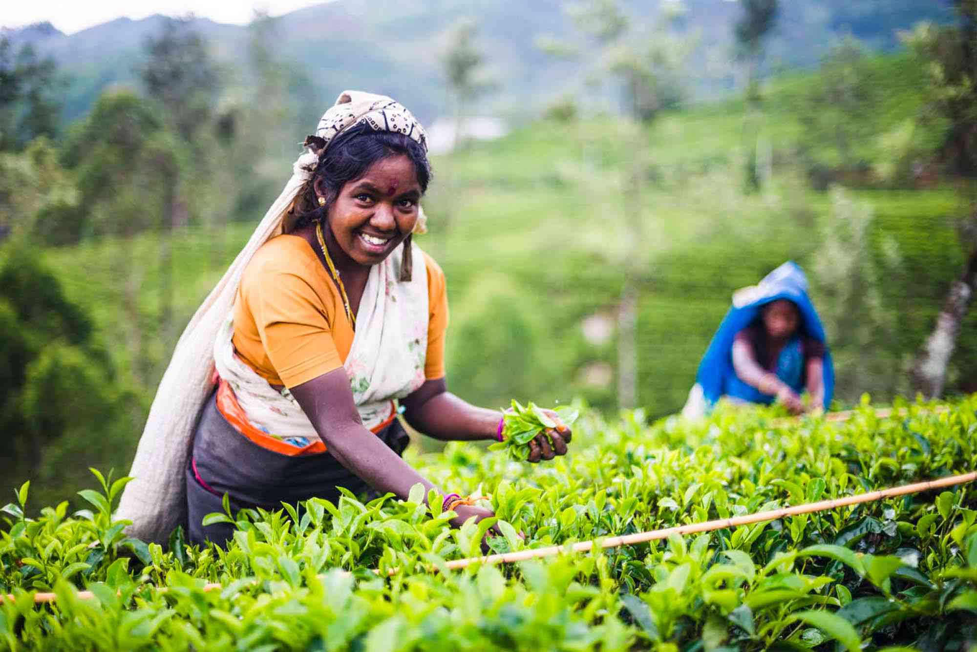Tea-picker-in-a-tea-plantation